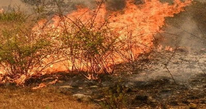 বজ্রপাতে কাজাখস্তানে দাবানল, নিহত ১৪ বজ্রপাতে কাজাখস্তানে দাবানল, নিহত ১৪
