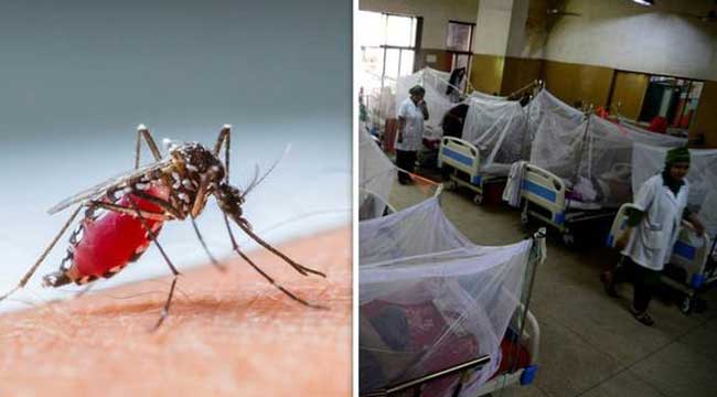 ডেঙ্গু: আরও ২৭৫১ জন হাসপাতালে, ১৪ জনের মৃত্যু ডেঙ্গু: আরও ২৭৫১ জন হাসপাতালে, ১৪ জনের মৃত্যু