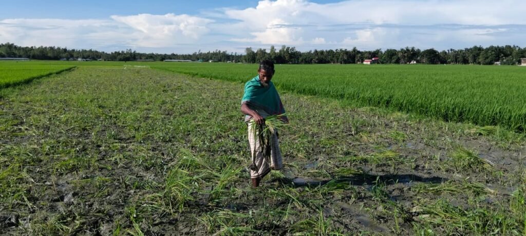 চকরিয়ায় রাতের আঁধারে জমিতে রোপিত  আমন ধানের চারা উপড়ে ফেলেছে দুবৃর্ত্তরা