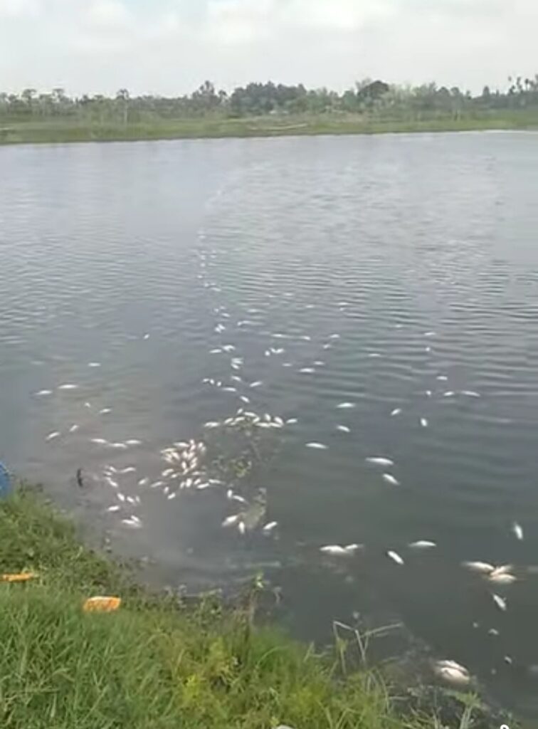 চকরিয়ায় ইউপি চেয়ারম্যানের পদ্ধতির মৎস্য পুকুরে গভীর রাতে বিষ ঢেলে দিয়েছে দুবৃর্ত্তরা চকরিয়ায় ইউপি চেয়ারম্যানের পদ্ধতির মৎস্য পুকুরে গভীর রাতে বিষ ঢেলে দিয়েছে দুবৃর্ত্তরা