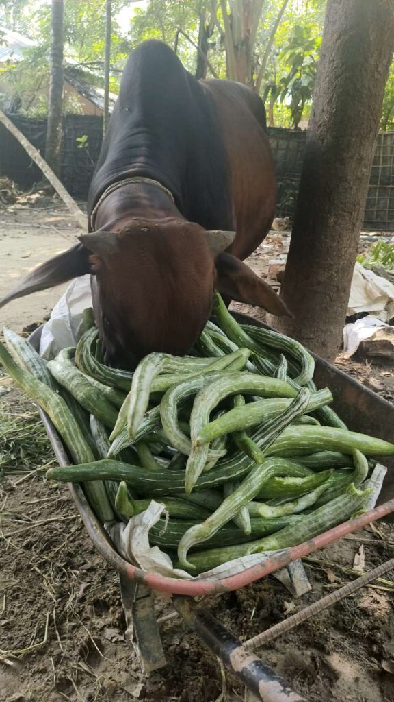 ঈদগাঁওতে ন্যায্য দাম না পেয়ে ক্ষেতের সবজি গরুকে খাওয়াচ্ছে দিশেহারা চাষীরা