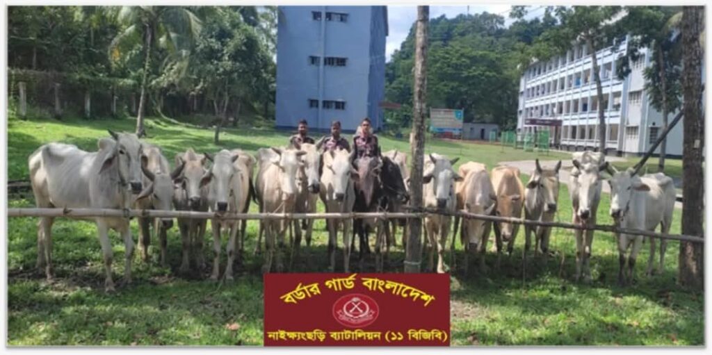নাইক্ষ্যংছড়িতে বিজিবির অভিযানে ১৫টি বার্মিজ গরু জব্দ নাইক্ষ্যংছড়িতে বিজিবির অভিযানে ১৫টি বার্মিজ গরু জব্দ