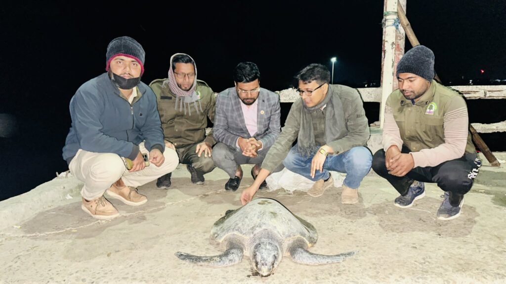 পেকুয়ায় ৫০ কেজি ওজনের  কচ্ছপ উদ্ধার করে সাগরে অবমুক্ত করলো বনবিভাগ 
