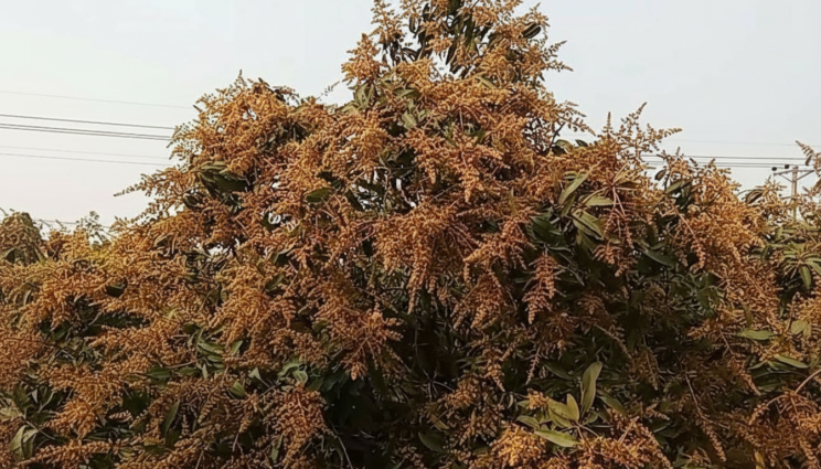 আমের রাজধানী চাঁপাইনবাবগঞ্জে মুকুলে ছেয়ে গেছে বাগান, বাম্পার ফলনের আশা আমের রাজধানী চাঁপাইনবাবগঞ্জে মুকুলে ছেয়ে গেছে বাগান, বাম্পার ফলনের আশা