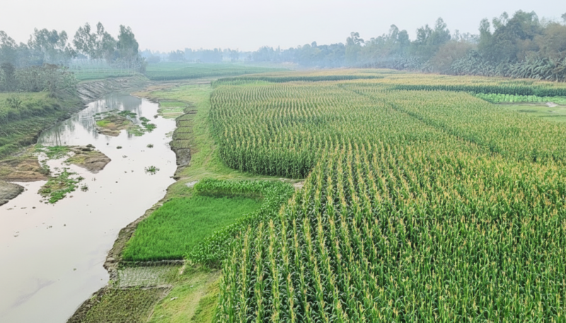কুড়িগ্রামে নাব্যতা হারানো ধরলা ও বারোমাসিয়ার বুকে এখন সবুজের সমারোহ কুড়িগ্রামে নাব্যতা হারানো ধরলা ও বারোমাসিয়ার বুকে এখন সবুজের সমারোহ