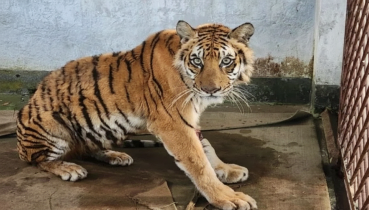 সুন্দরবনে ফাঁদ থেকে উদ্ধার হওয়া বাঘিনী ৪২ দিনের চিকিৎসায় সুস্থ হয়ে উঠছে সুন্দরবনে ফাঁদ থেকে উদ্ধার হওয়া বাঘিনী ৪২ দিনের চিকিৎসায় সুস্থ হয়ে উঠছে