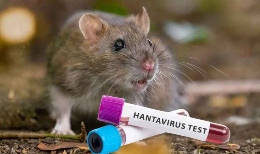 আটলান্টিকে প্রমোদতরীতে হান্টাভাইরাসের হানা: ৩ মৃত্যু ও নতুন মহামারির শঙ্কা নাকচ বিশ্ব স্বাস্থ্য সংস্থার আটলান্টিকে প্রমোদতরীতে হান্টাভাইরাসের হানা: ৩ মৃত্যু ও নতুন মহামারির শঙ্কা নাকচ বিশ্ব স্বাস্থ্য সংস্থার