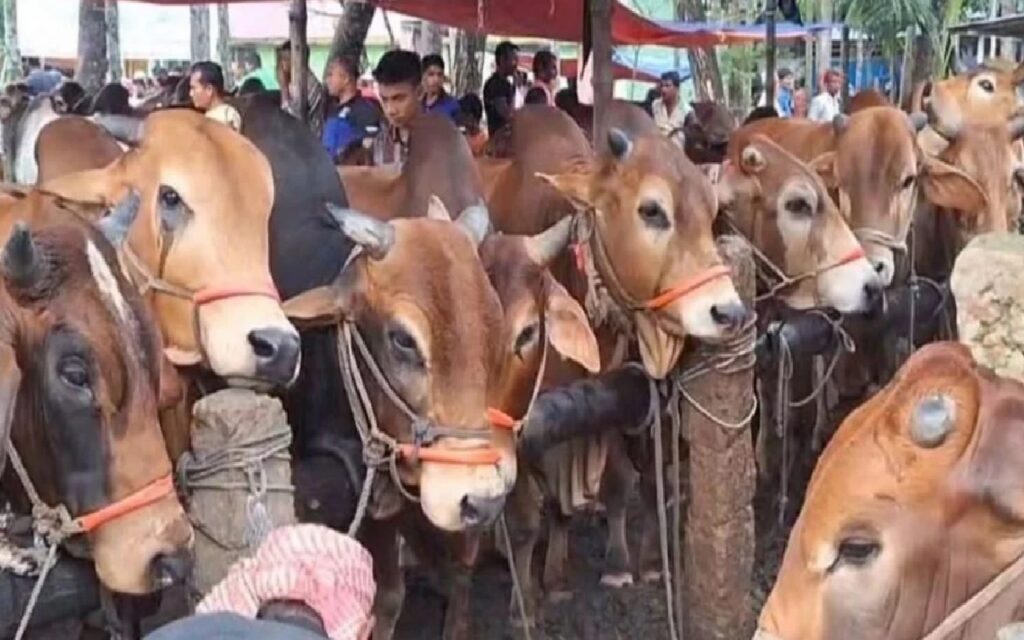 ঈদের প্রস্তুতি তুঙ্গে: রাজধানীর ২৭ স্থানে জমবে পশুর হাট!