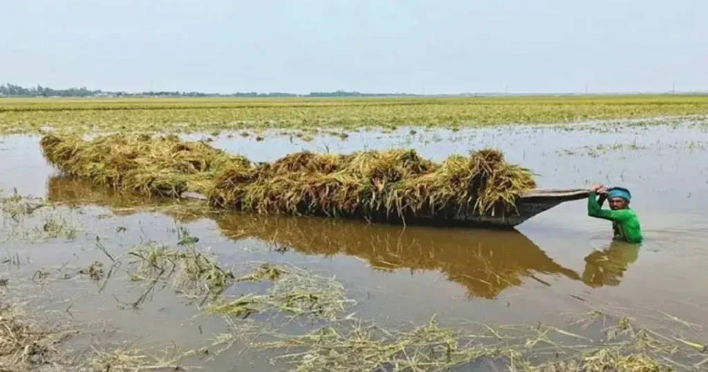 ক্ষতিগ্রস্ত কৃষকদের ৩ মাস সরকারি সহায়তা দেওয়া হবে: কৃষিমন্ত্রী